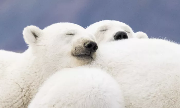 Nagpal, Manish: Sunday nap