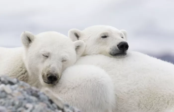 Nagpal, Manish: Time for a nap
