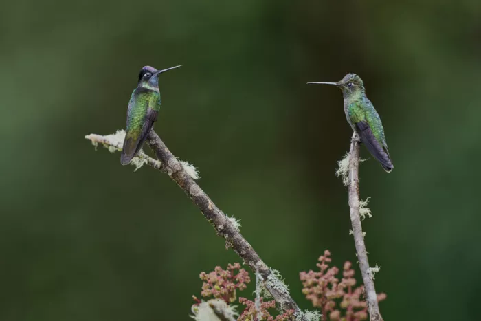 Sikand, Puneet: Tratschende Kolibris