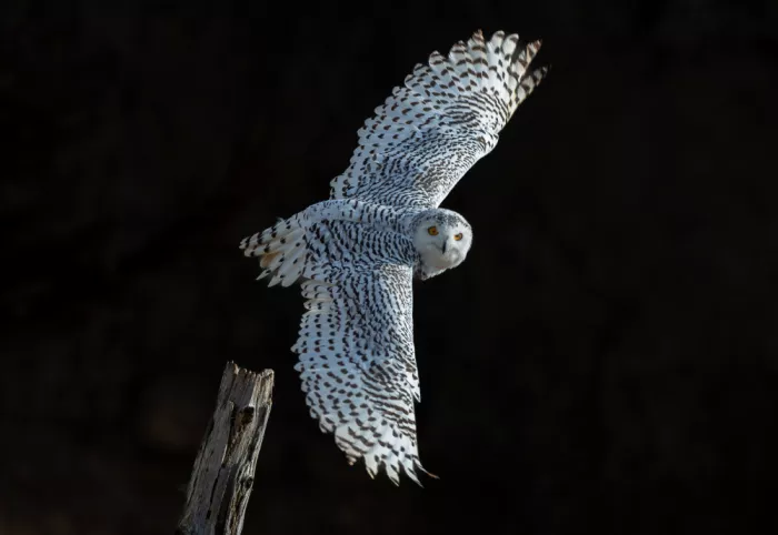 Huang, Johnson: Snow owl