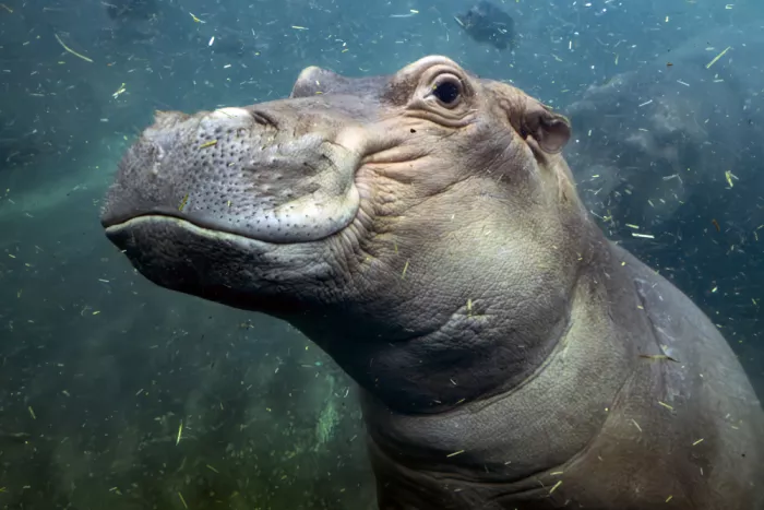 Izzotti, Andrea: Ippopotamo sott