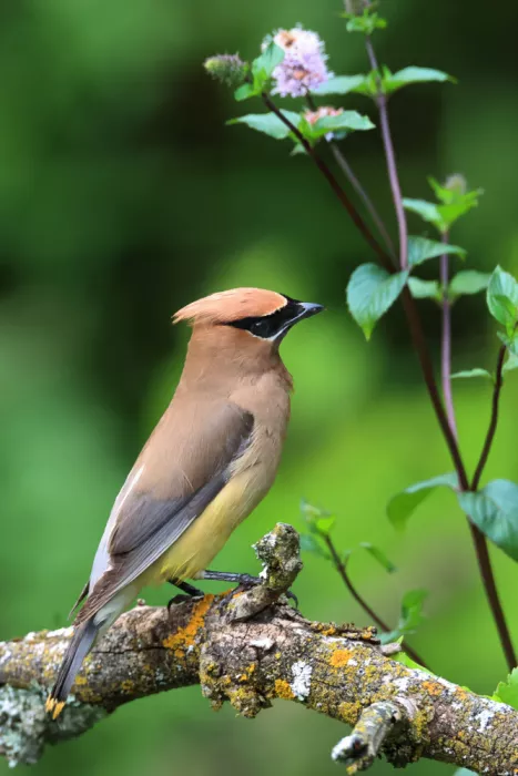 Matt: Cedar Waxwing