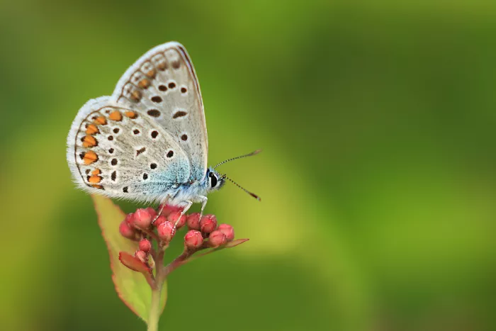 Ascic, Simun: Azzurro comune
