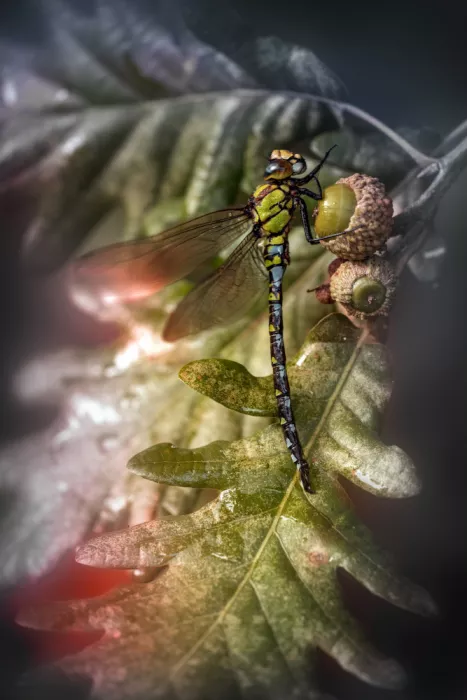 Daminelli, Fabrizio: Aeshna cyanea