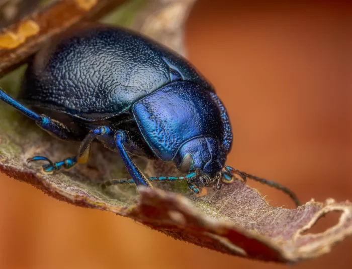 Andrica, Eduard: Blue Mint Beetle