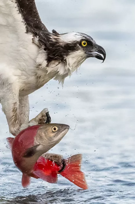 Wang, Victor: Balbuzard pêcheur attrapant un saumon Kokanee