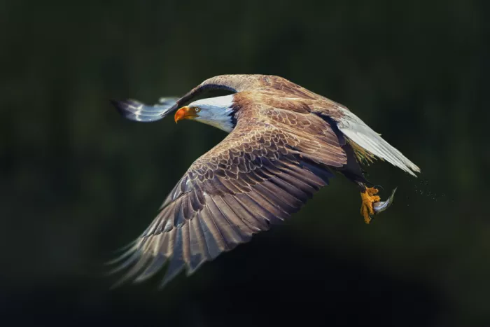 Zhao, Qing: Eagle