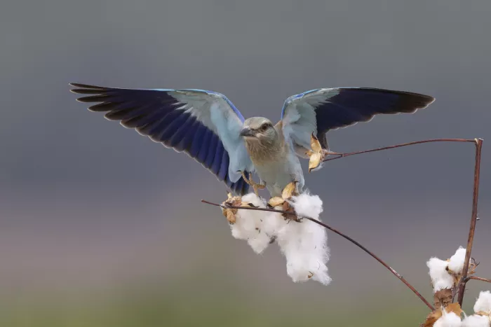 Mizrachy, Haim: European roller with wings spread