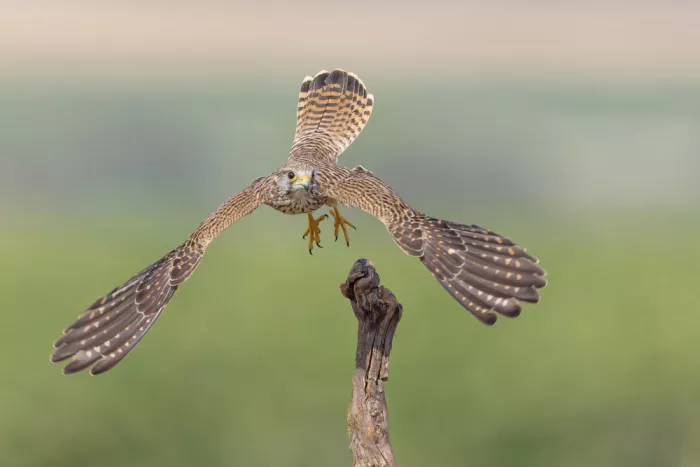 Mizrachy, Haim: common falcon in a perfect layout