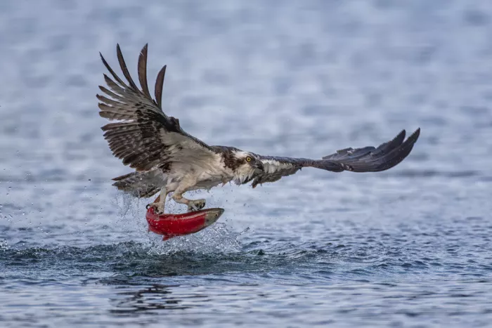 Wang, Max: Falco pescatore con salmone Kokanee