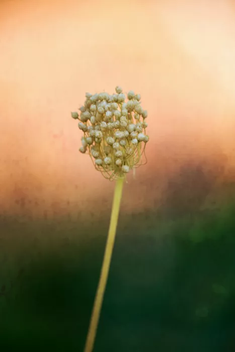Cui, yang Xiang: Time to bloom