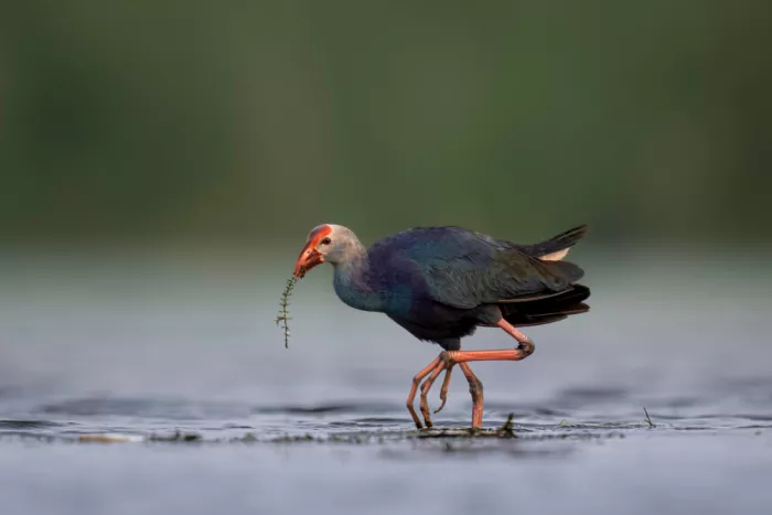 Dhesi, Rajat: Pollo sultano testagrigi