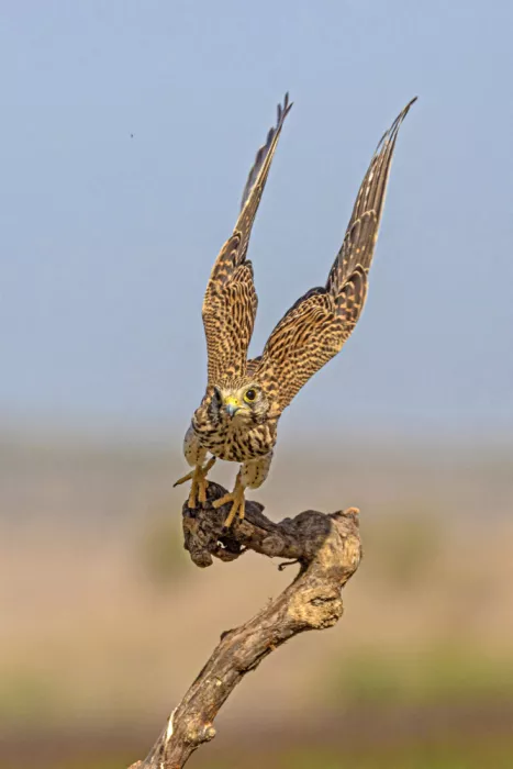 ilan: Falco
