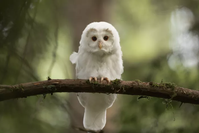 Xu, Tony: Búho albino