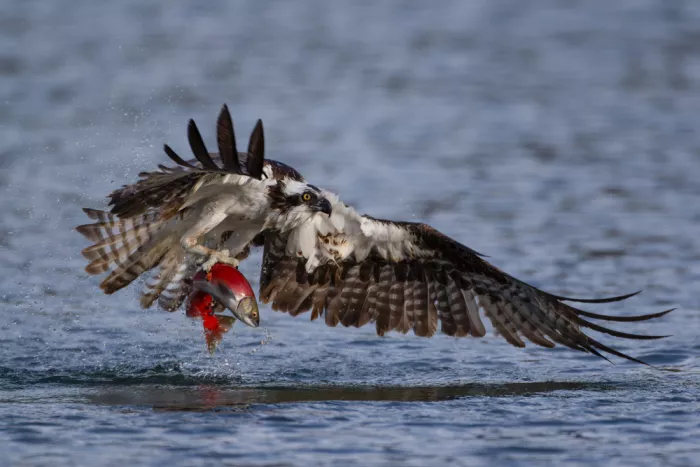 Wang, Max: Falco pescatore con salmone Kokanee