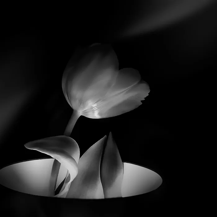 Valckx, Gerard: Growth From Light