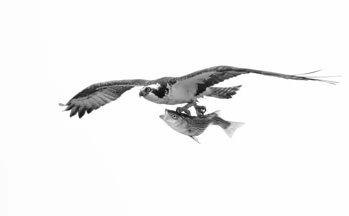 Huang, Johnson: Osprey and fish