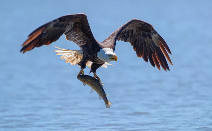 Huang, Johnson: Bale eagle
