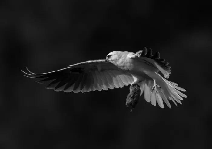 Huang, Johnson: White tailed kite