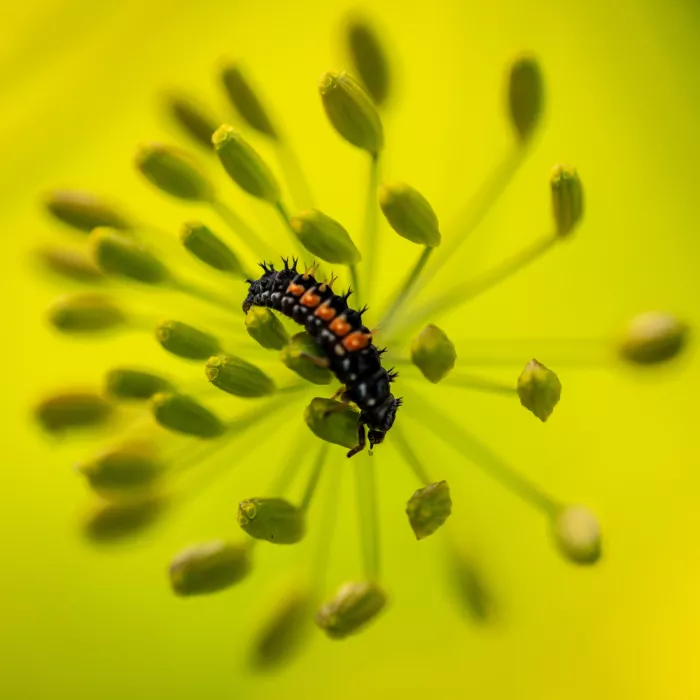Ehrmann, Jon: Dill Diavolo