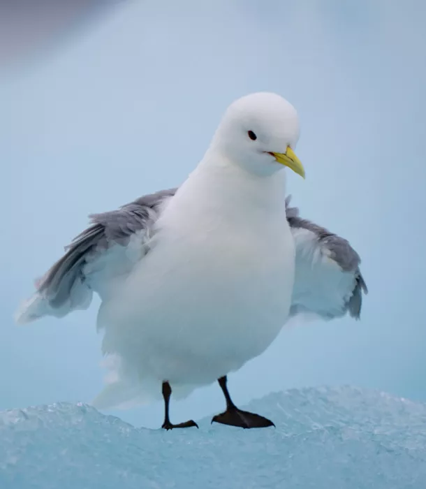 Nagpal, Manish: Kittiwake on ice
