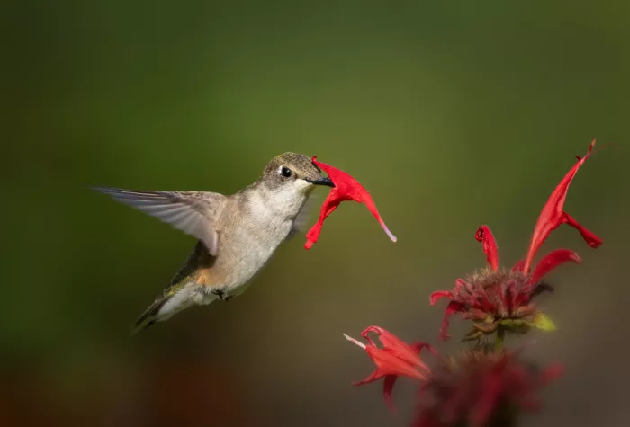 P., Ruiqing: Colibrí enmascarado