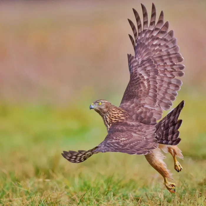 Manusevich, David: Hawk