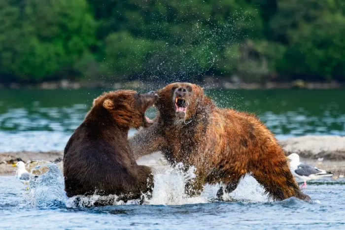 Prasad, Som: Bears in Water fight