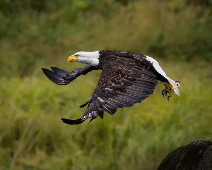 Li, Wanghan: Taking off 2