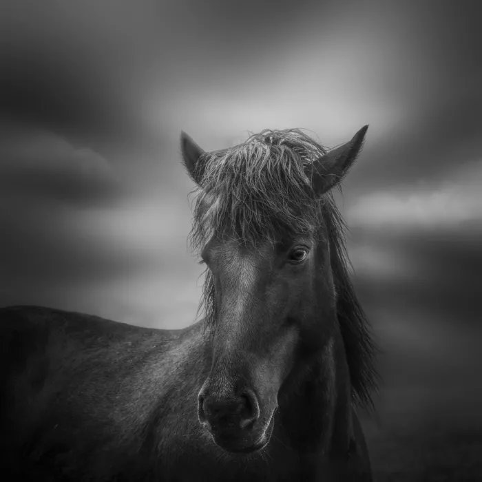 Joanaduenas: Beautiful horse in the rain 7R420630BN