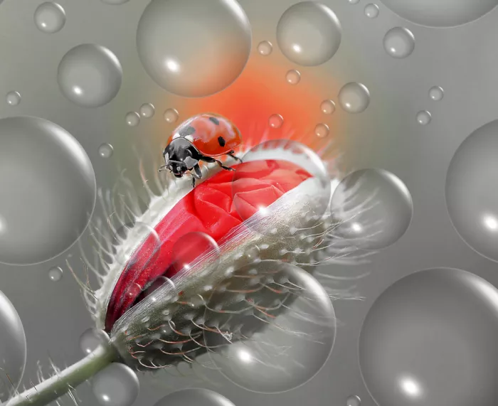 Dufour, Thierry: Poppy planet...