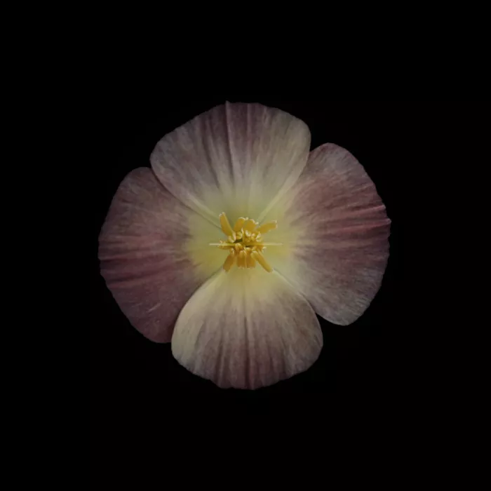 Grønkjær, Lotte: Amapola de California