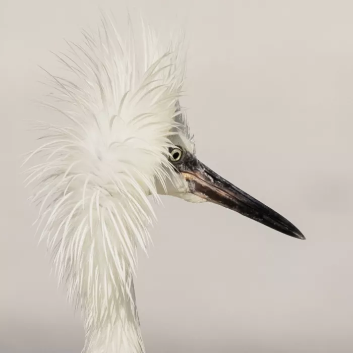 Lester, D Linda: Morph Aigrette roussâtre