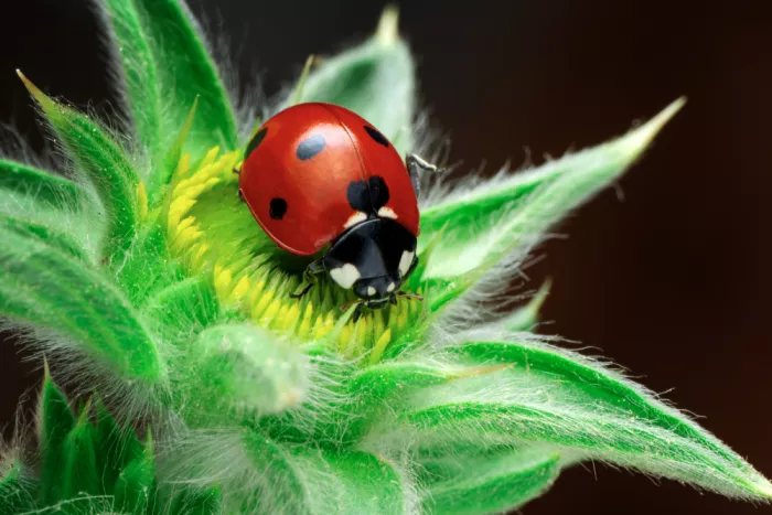 Öztürk, Mustafa: ladybug