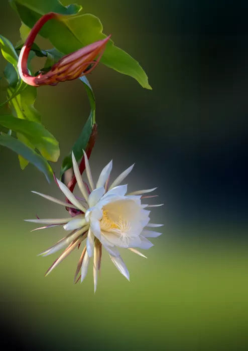 Yan, Songhu: Epiphyllum01