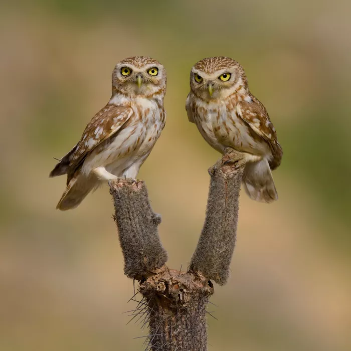 Manusevich, David: Little owls