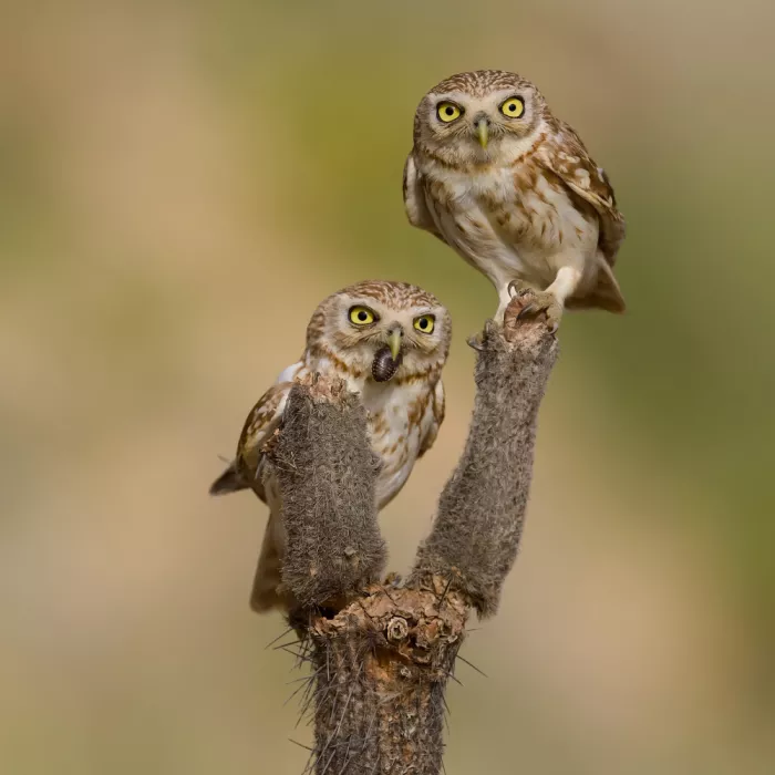 Manusevich, David: Petites chouettes