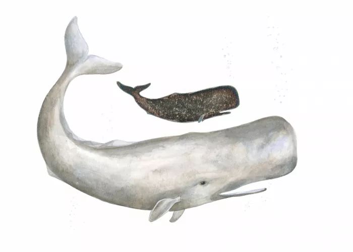 Brent, Isabelle: Gigantes gentiles del océano