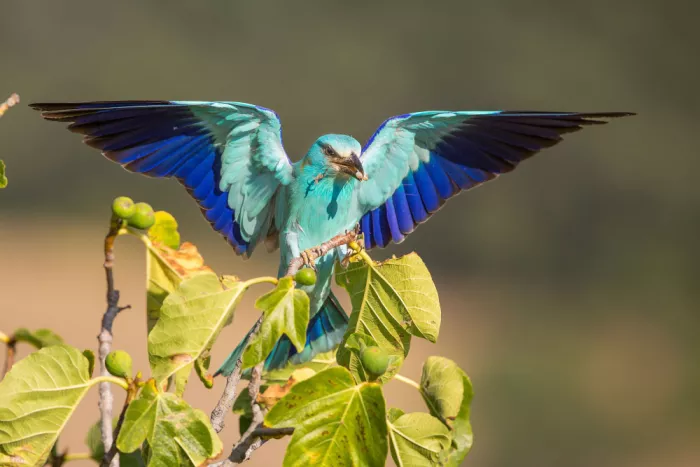 Simone, De Ciro: Coracias garrulus