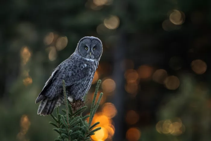 Wang, Max: Great Grey Owl