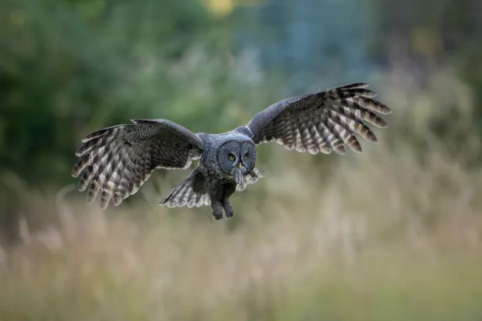 Wang, Max: Great Grey Owl