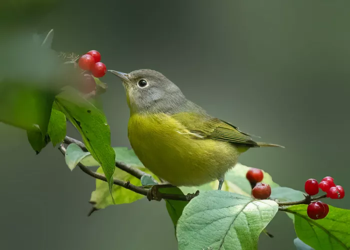 Zhang, Robert: Pájaro comedor de bayas