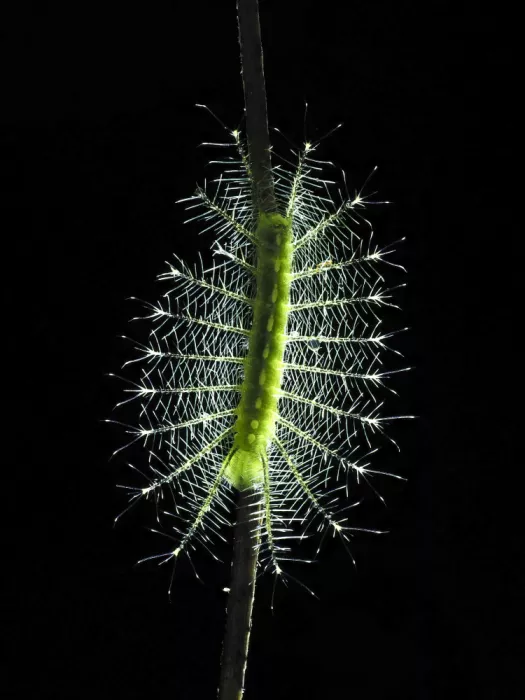 HuongHoang: Flor de espina