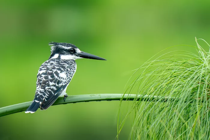 Curto, Jose: Pied Kingfisher