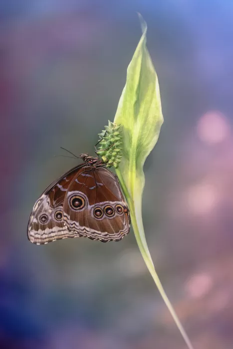 Daminelli, Fabrizio: Morpho helenor