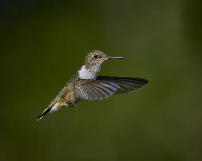 Sikand, Puneet: Vulkan-Kolibri im Flug