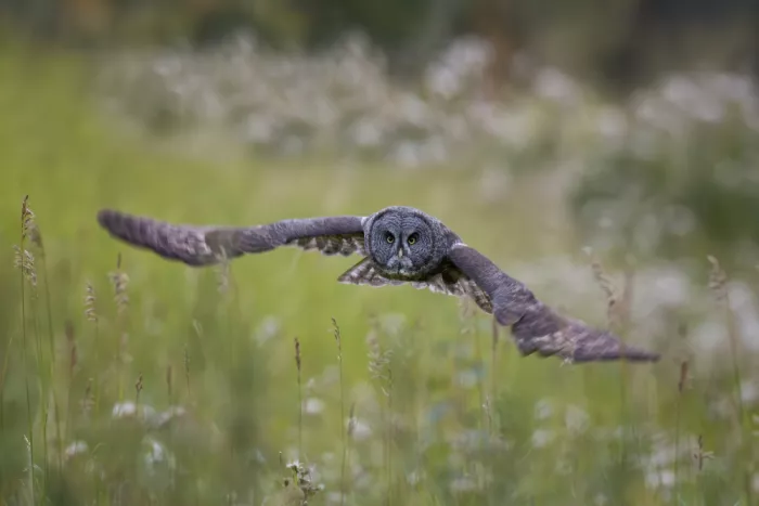 Wang, Max: Great Grey Owl