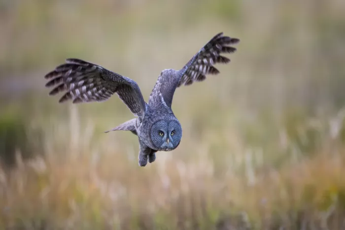Wang, Max: Great Grey Owl