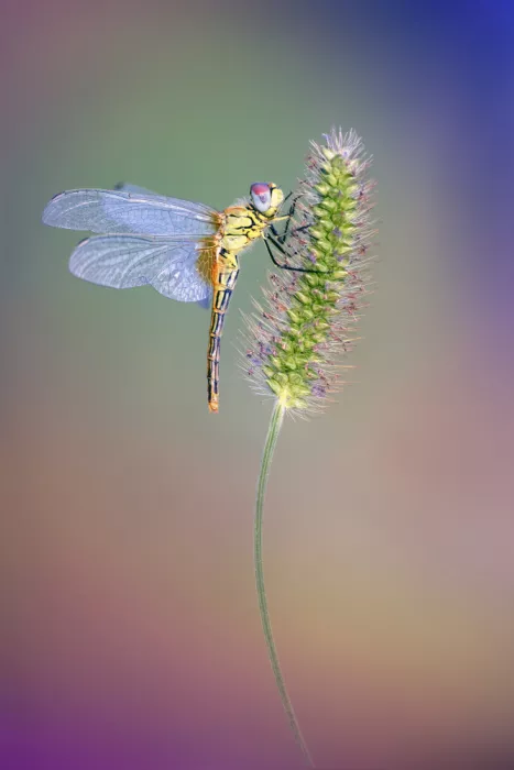 Daminelli, Fabrizio: Sympetrum fonscolombii