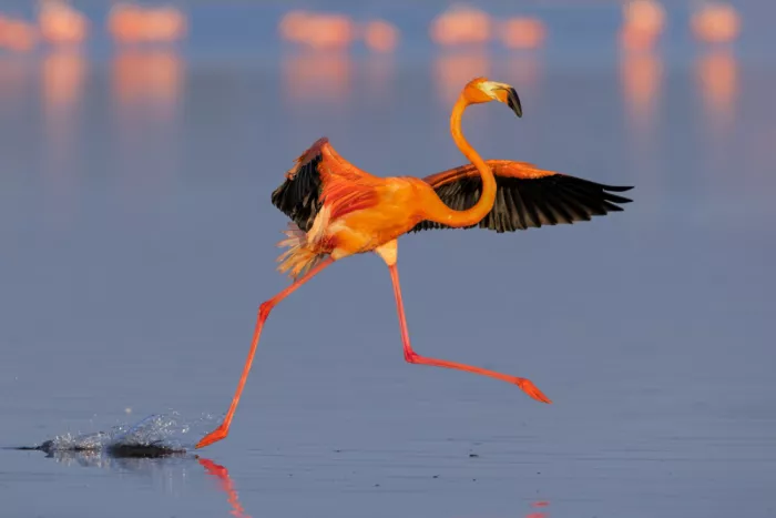 Zuo, Jun: Tanzender Flamingo